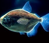 pic for x ray fish 1080x960